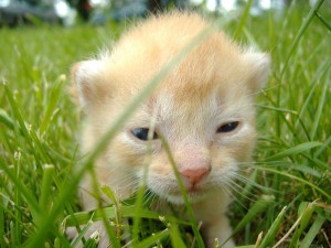 cute baby kitten just opening it's eyes