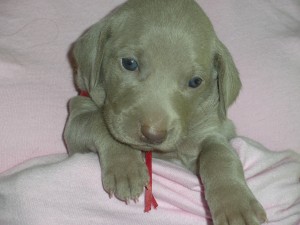 Weimaraner who was almost picked by Romney as first pup